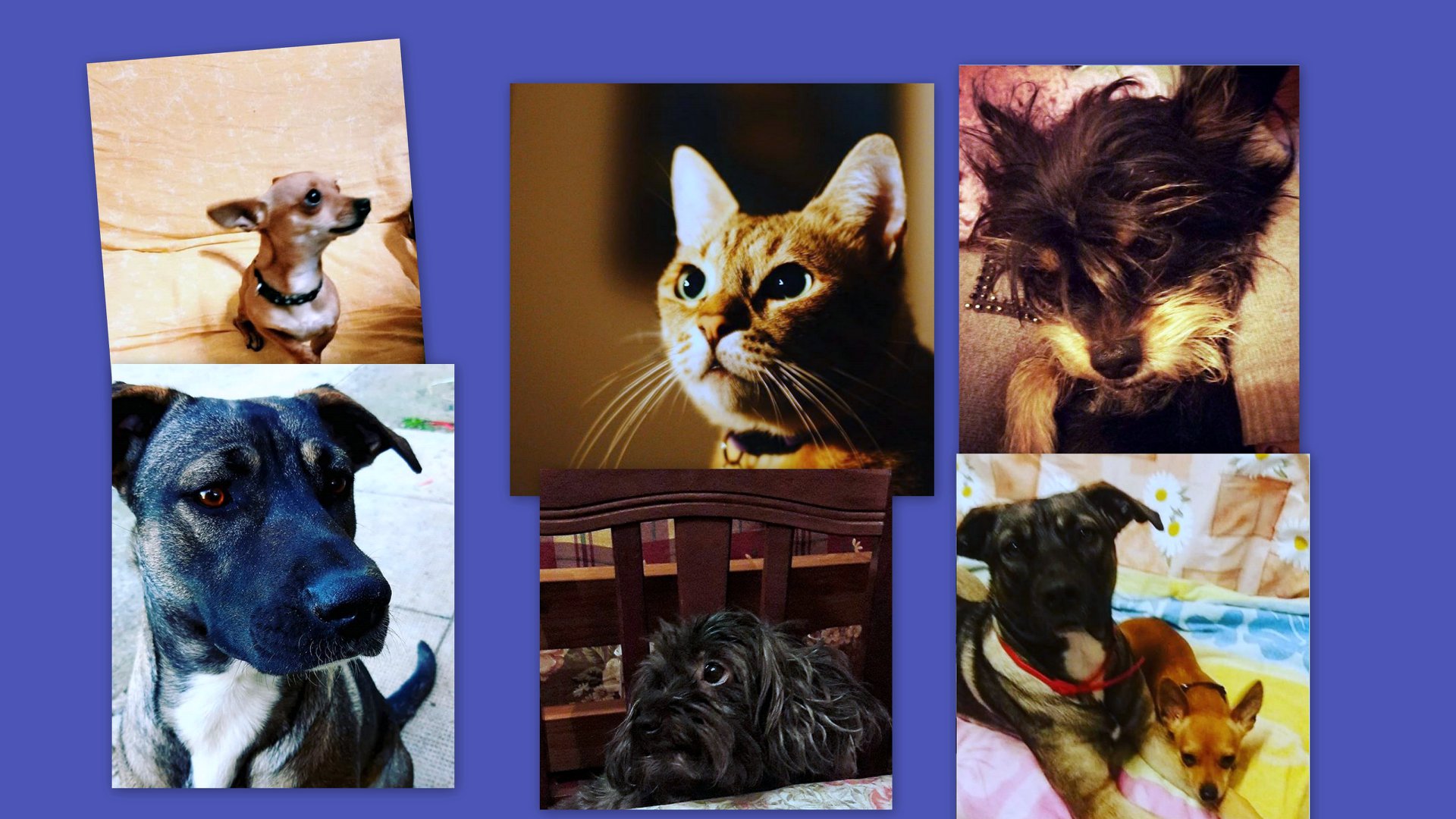 Al momento stai visualizzando I miei animali